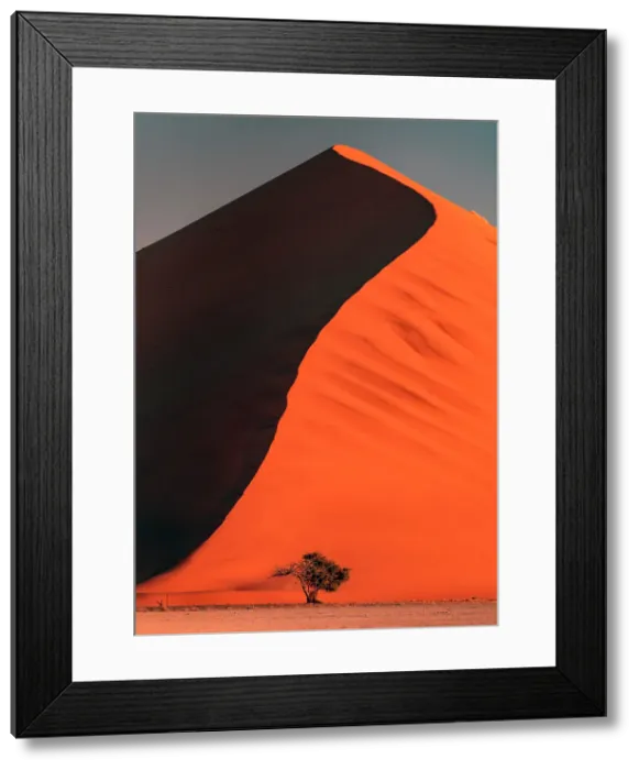 Framed Print : Elim Dune with camel thorn tree at base, Namib Desert, Namib-Naukluft National Park, Namibia Framed Print : Elim Dune with camel thorn tree at base, Namib Desert, Namib-Naukluft National Park, Namibia