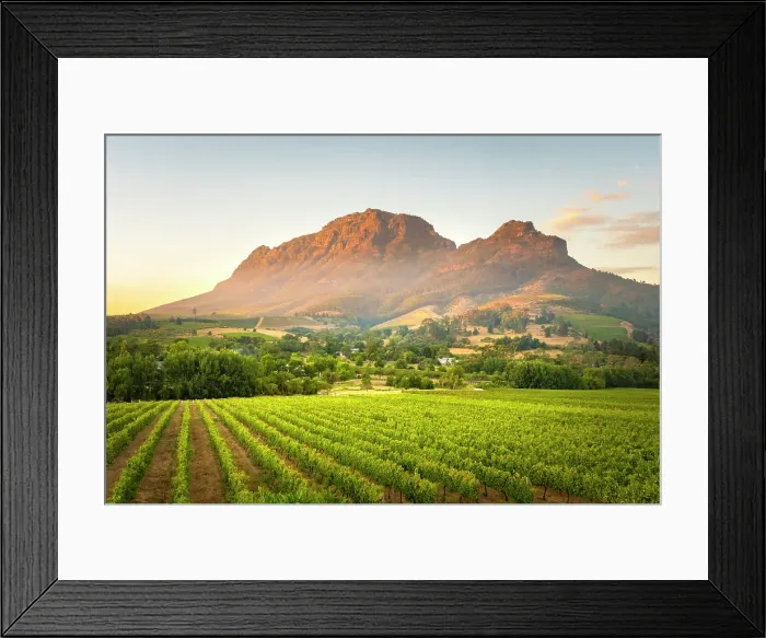 Framed Print : Vineyards of Stellenbosch & Simonsberg Mountain, Western Cape, South Africa Framed Print : Vineyards of Stellenbosch & Simonsberg Mountain, Western Cape, South Africa