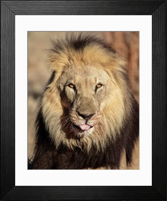 Framed Print : Lion male, Okonjima Nature Reserve, Namibia