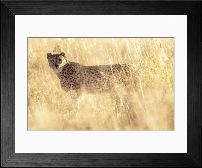 Framed Print : Cheetah in grass, Okonjima Nature Reserve, Namibia Framed Print : Cheetah in grass, Okonjima Nature Reserve, Namibia