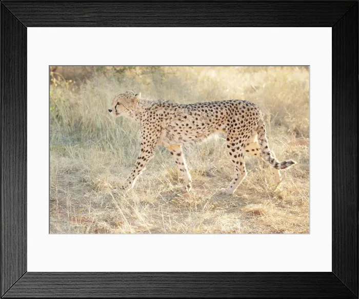 Framed Print : Cheetah in grass, Okonjima Nature Reserve, Namibia Framed Print : Cheetah in grass, Okonjima Nature Reserve, Namibia