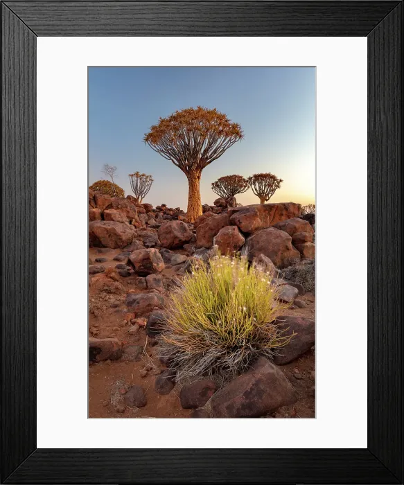 Framed Print : Quiver trees (Aloidendron dichotomum), Quiver tree Forest, near Keetmanshoop, Namibia Framed Print : Quiver trees (Aloidendron dichotomum), Quiver tree Forest, near Keetmanshoop, Namibia