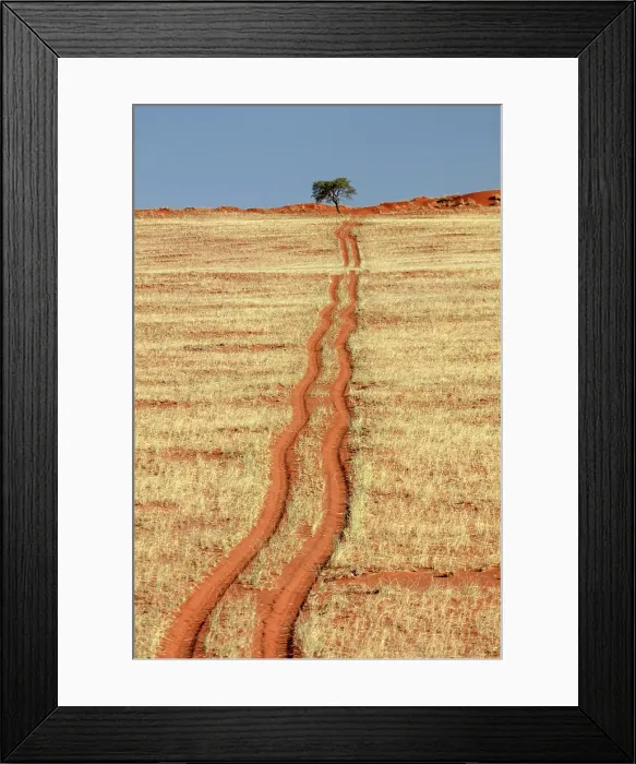 Framed Print : Tyre tracks across red sand covered in grass after rains, Bagatelle Kalahari Game Ranch, Mariental, Namibia Framed Print : Tyre tracks across red sand covered in grass after rains, Bagatelle Kalahari Game Ranch, Mariental, Namibia