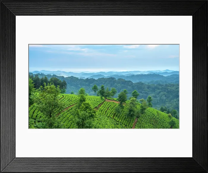 Framed Print : Africa, Rwanda, on the edge of the Nyungwe National Park, an ancient rainforest, tea estates can be found Framed Print : Africa, Rwanda, on the edge of the Nyungwe National Park, an ancient rainforest, tea estates can be found