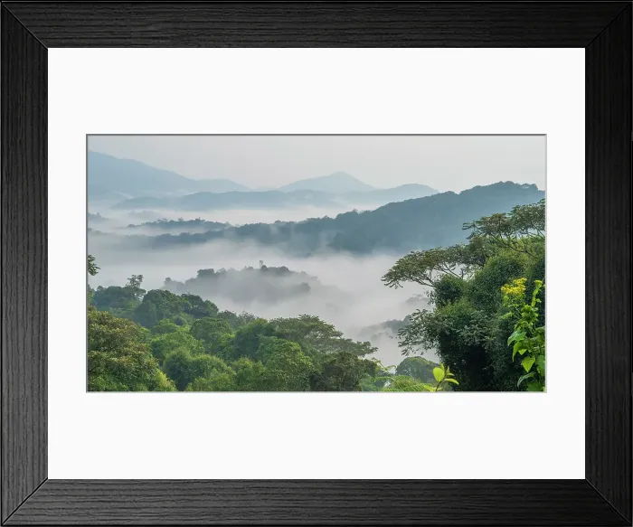 Framed Print : Africa, Rwanda, Nyungwe National Park. The mist rising from the rainforest after a shower Framed Print : Africa, Rwanda, Nyungwe National Park. The mist rising from the rainforest after a shower