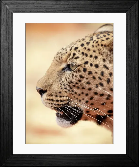 Framed Print : Leopard, Okonjima Nature Reserve, Namibia Framed Print : Leopard, Okonjima Nature Reserve, Namibia