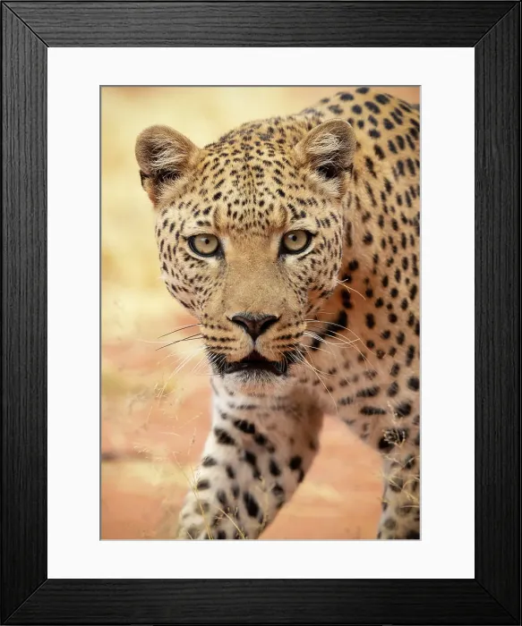 Framed Print : Leopard, Okonjima Nature Reserve, Namibia Framed Print : Leopard, Okonjima Nature Reserve, Namibia