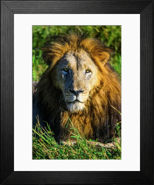 Framed Print : African lion (Panthera leo), Zimanga Private Game Reserve, Mkuze, KwaZulu Natal, South Africa