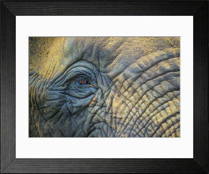 Framed Print : African bush / savannah elephant (Loxodonta africana), Zimanga Private Game Reserve, Mkuze, KwaZulu Natal, South Africa Framed Print : African bush / savannah elephant (Loxodonta africana), Zimanga Private Game Reserve, Mkuze, KwaZulu Natal, South Africa