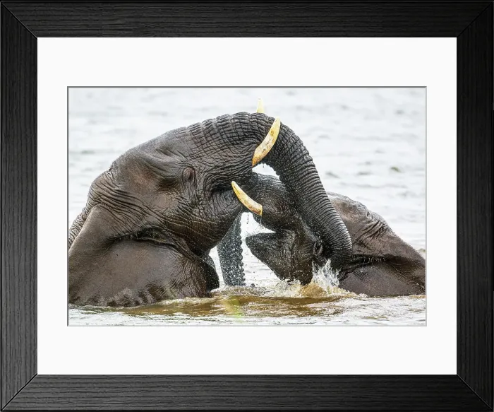 Framed Print : African bush / savannah elephant (Loxodonta africana), Zimanga Private Game Reserve, Mkuze, KwaZulu Natal, South Africa Framed Print : African bush / savannah elephant (Loxodonta africana), Zimanga Private Game Reserve, Mkuze, KwaZulu Natal, South Africa