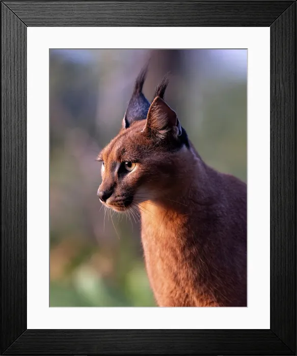 Framed Print : Caracal, Zimanga Private Game Reserve, Natal, South Africa Framed Print : Caracal, Zimanga Private Game Reserve, Natal, South Africa