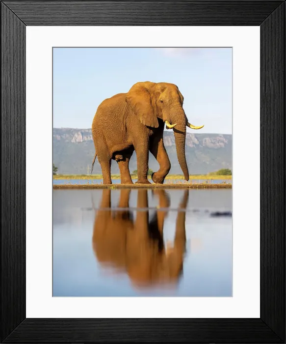 Framed Print : Elephant and reflection, Zimanga Private Game Reserve, Natal, South Africa