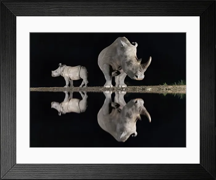 Framed Print : White rhino and calf reflecting in floodlit watering hole, Zimanga Private Game Reserve, Natal, South Africa Framed Print : White rhino and calf reflecting in floodlit watering hole, Zimanga Private Game Reserve, Natal, South Africa