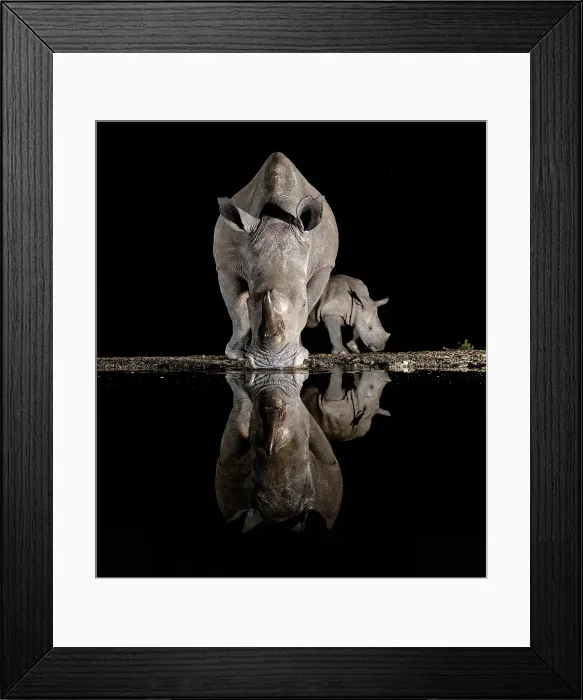 Framed Print : White rhino and calf reflecting in floodlit watering hole, Zimanga Private Game Reserve, Natal, South Africa Framed Print : White rhino and calf reflecting in floodlit watering hole, Zimanga Private Game Reserve, Natal, South Africa