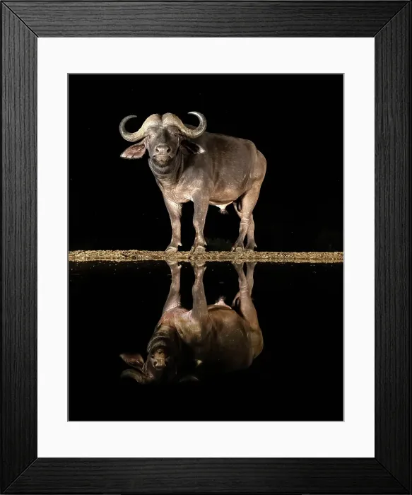 Framed Print : Cape Buffalo reflected in floodlit watering hole, Zimanga Private Game Reserve, Natal, South Africa Framed Print : Cape Buffalo reflected in floodlit watering hole, Zimanga Private Game Reserve, Natal, South Africa