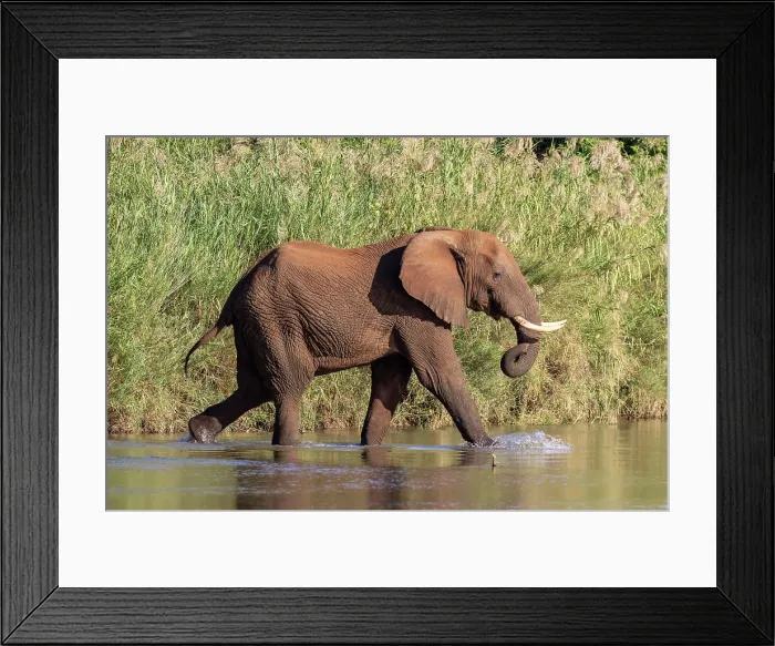 Framed Print : Elephant crossing river, Zimanga Private Game Reserve, Natal, South Africa Framed Print : Elephant crossing river, Zimanga Private Game Reserve, Natal, South Africa