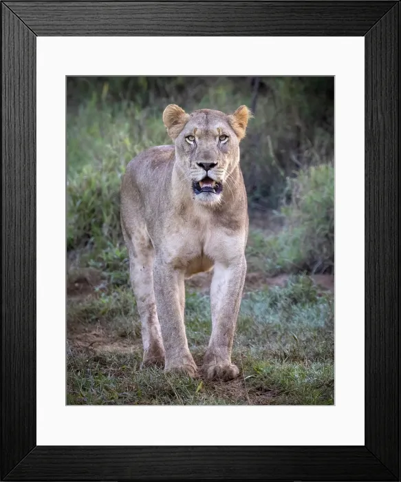 Framed Print : Lioness, Zimanga Private Game Reserve, Natal, South Africa