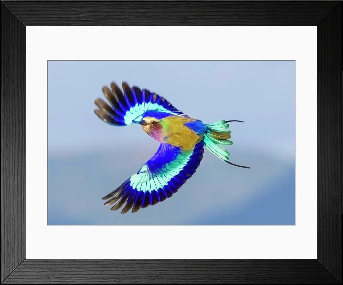 Framed Print : Lilac Breasted Roller in flight, Zimanga Private Game Reserve, Natal, South Africa