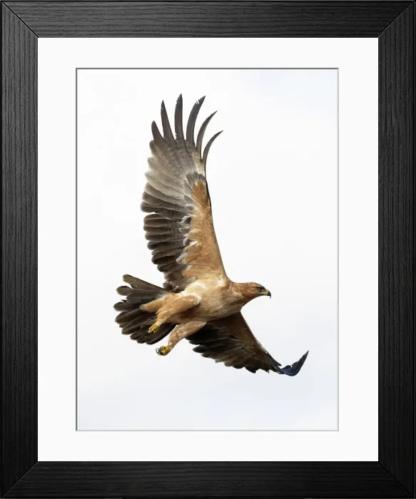Framed Print : Tawny Eagle in flight, Zimanga Private Game Reserve, Natal, South Africa Framed Print : Tawny Eagle in flight, Zimanga Private Game Reserve, Natal, South Africa