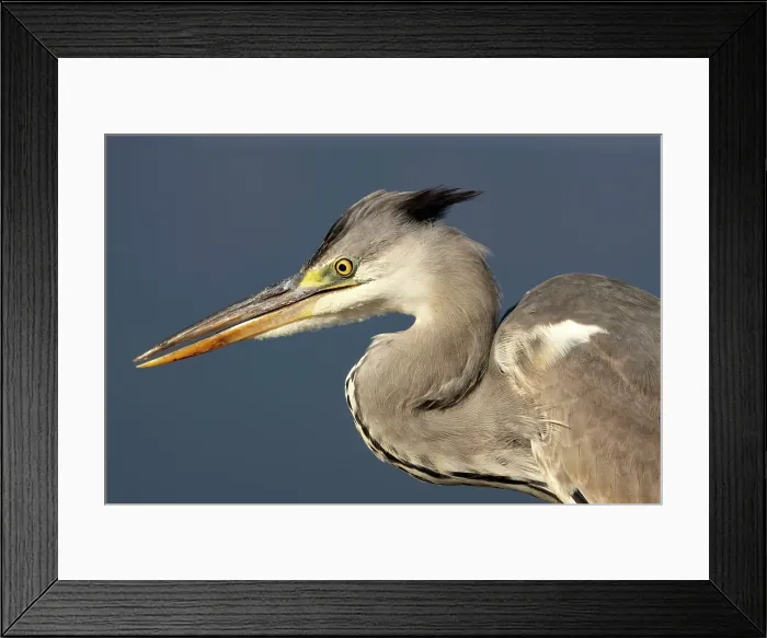 Framed Print : Grey heron, Zimanga Private Game Reserve, Natal, South Africa Framed Print : Grey heron, Zimanga Private Game Reserve, Natal, South Africa