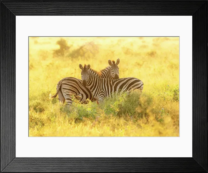 Framed Print : Pair of zebra, Zimanga Private Game Reserve, Natal, South Africa Framed Print : Pair of zebra, Zimanga Private Game Reserve, Natal, South Africa