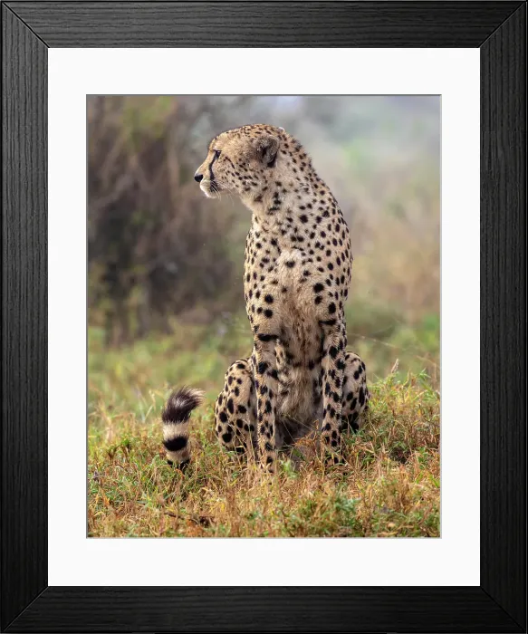 Framed Print : Cheetah, Zimanga Private Game Reserve, Natal, South Africa Framed Print : Cheetah, Zimanga Private Game Reserve, Natal, South Africa