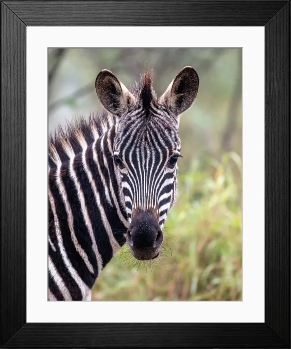 Framed Print : Zebra, Zimanga Private Game Reserve, Natal, South Africa Framed Print : Zebra, Zimanga Private Game Reserve, Natal, South Africa