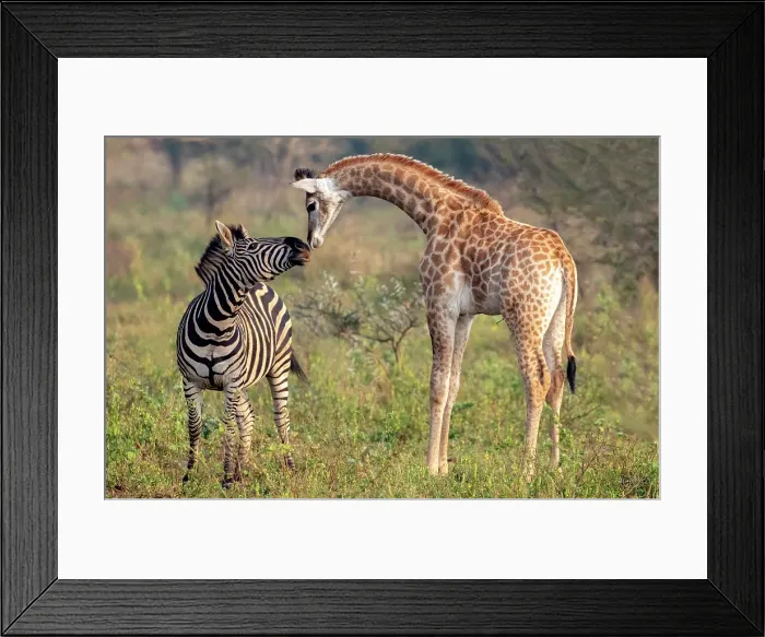 Framed Print : Female zebra interacting with giraffe calf, Zimanga Private Game Reserve, Natal, South Africa Framed Print : Female zebra interacting with giraffe calf, Zimanga Private Game Reserve, Natal, South Africa