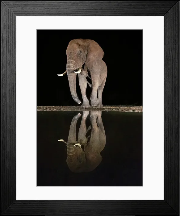 Framed Print : Elephant reflecting in floodlit watering hole at night, Zimanga Private Game Reserve, Natal, South Africa Framed Print : Elephant reflecting in floodlit watering hole at night, Zimanga Private Game Reserve, Natal, South Africa