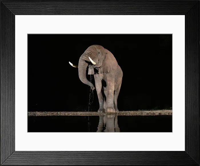 Framed Print : Elephant drinking from floodlit watering hole at night, Zimanga Private Game Reserve, Natal, South Africa Framed Print : Elephant drinking from floodlit watering hole at night, Zimanga Private Game Reserve, Natal, South Africa