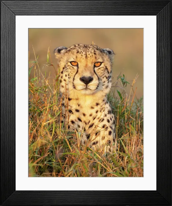 Framed Print : Cheetah in grass, Zimanga Private Game Reserve, Natal, South Africa Framed Print : Cheetah in grass, Zimanga Private Game Reserve, Natal, South Africa