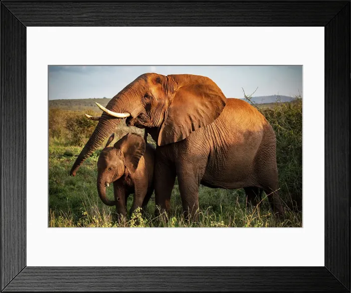 Framed Print : Female elephant and her calf, Zimanga Private Game Reserve, Natal, South Africa Framed Print : Female elephant and her calf, Zimanga Private Game Reserve, Natal, South Africa