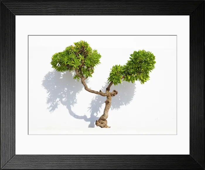 Framed Print : Plant with green leaves against white wall. Lanzarote, Canary Islands, Spain Framed Print : Plant with green leaves against white wall. Lanzarote, Canary Islands, Spain