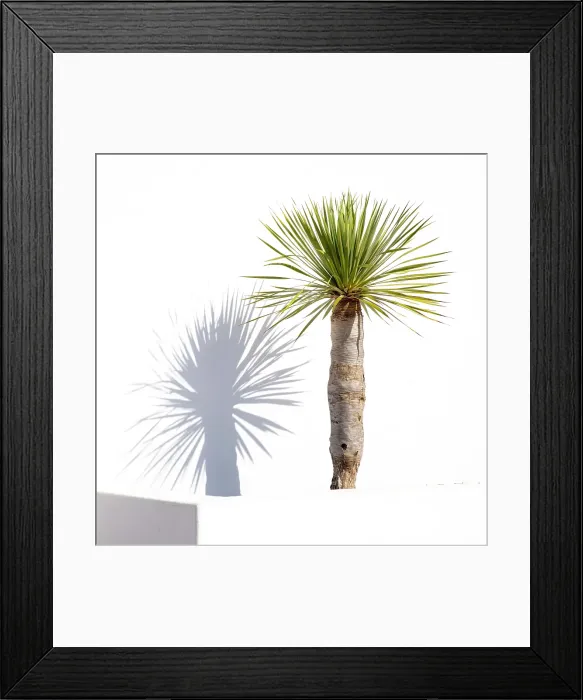 Framed Print : Palm and shadow against white wall, Teguise, Lanzarote, Canary Islands, Spain Framed Print : Palm and shadow against white wall, Teguise, Lanzarote, Canary Islands, Spain