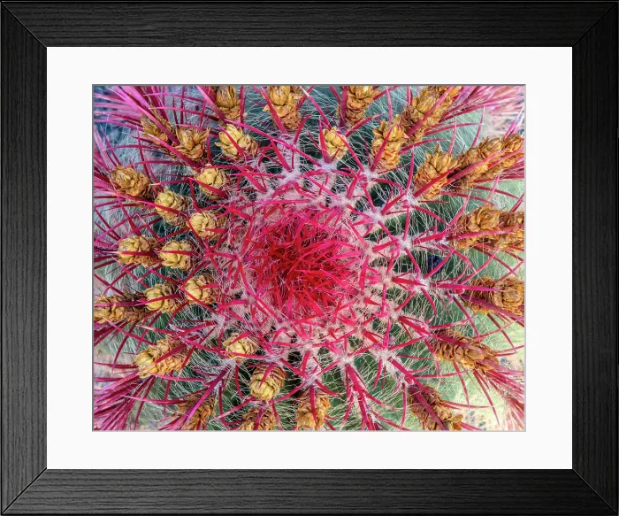 Framed Print : Close-up of a cactus, Cactus Garden, Guatiza, Lanzarote, Canary Islands, Spain Framed Print : Close-up of a cactus, Cactus Garden, Guatiza, Lanzarote, Canary Islands, Spain