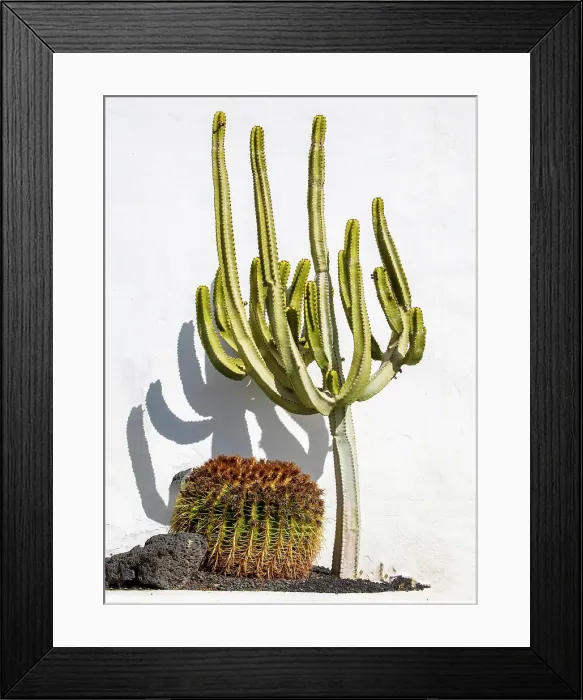 Framed Print : Cacti against a white wall, Lanzarote, Canary Islands, Spain