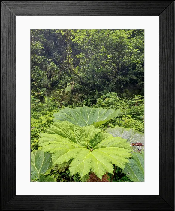 Framed Print : Cloud Forest habitat in, Sarapiquí, Alajuela Province, Costa Rica Framed Print : Cloud Forest habitat in, Sarapiquí, Alajuela Province, Costa Rica