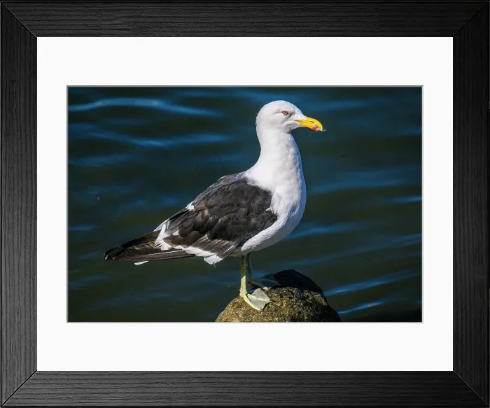 Framed Print : Kelp Gull (Larus dominicanus), Ushuaia, Tierra del Fuego, Argentina Framed Print : Kelp Gull (Larus dominicanus), Ushuaia, Tierra del Fuego, Argentina
