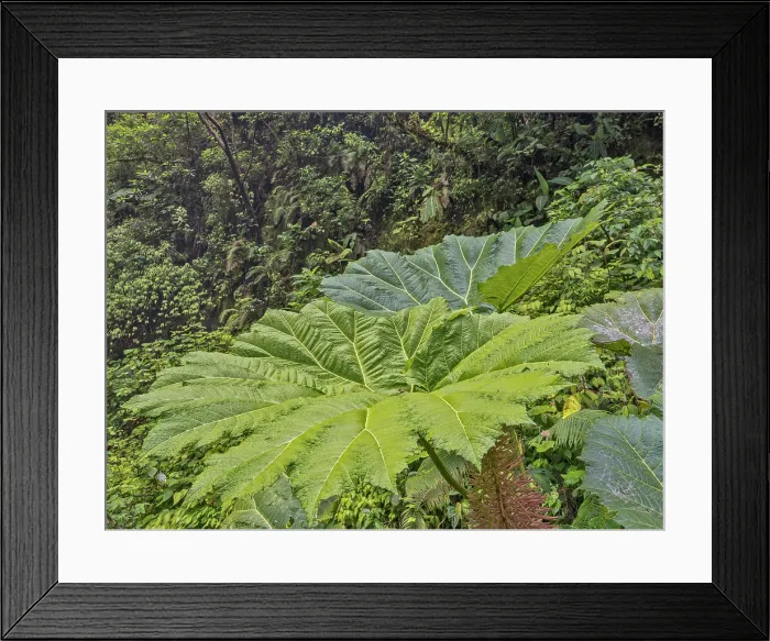 Framed Print : Cloud Forest habitat in, Sarapiqui, Alajuela Province, Costa Rica Framed Print : Cloud Forest habitat in, Sarapiqui, Alajuela Province, Costa Rica