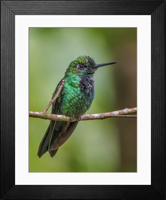 Framed Print : Green-crowned Brilliant Hummingbird (Heliodoxa jacula), Sarapiqui, Alajuela Province, Costa Rica