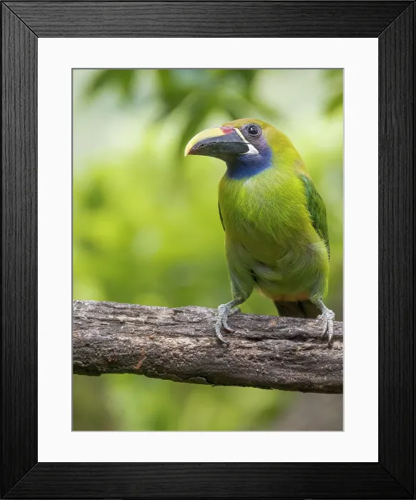 Framed Print : Emerald-Toucanet (Aulacorhynchus prasinus), Cloud Forest region of Costa Rica Framed Print : Emerald-Toucanet (Aulacorhynchus prasinus), Cloud Forest region of Costa Rica