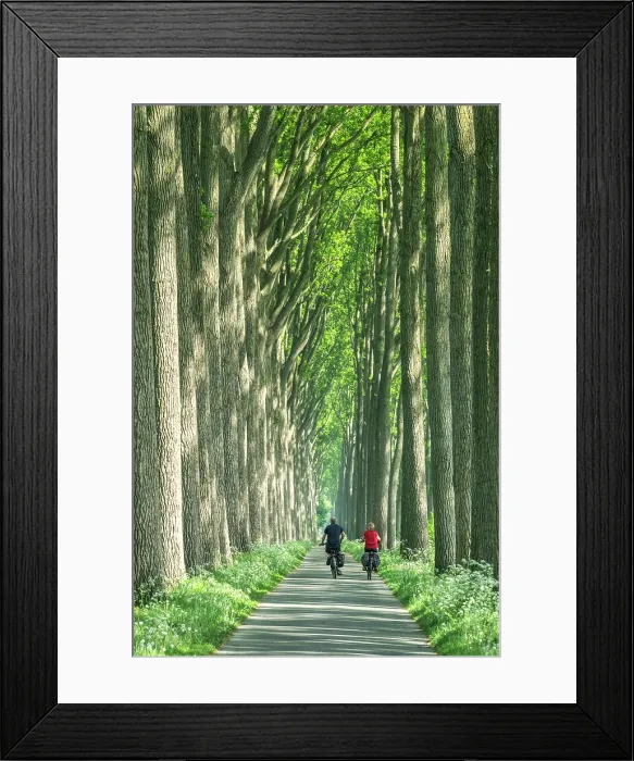 Framed Print : Cyclists along Path Through Trees, near Damme, Belgium