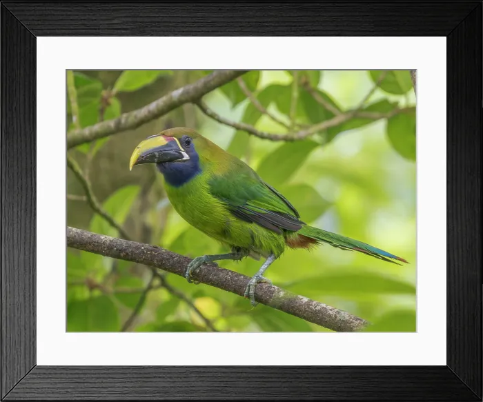 Framed Print : Emerald-Toucanet (Aulacorhynchus prasinus), Cloud Forest region of Costa Rica Framed Print : Emerald-Toucanet (Aulacorhynchus prasinus), Cloud Forest region of Costa Rica