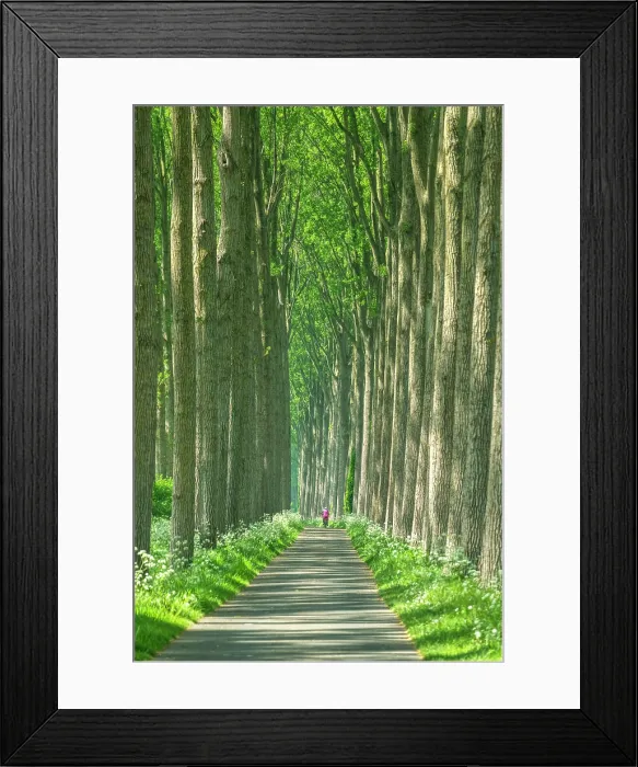 Framed Print : Footpath Through Trees, near Damme, Belgium Framed Print : Footpath Through Trees, near Damme, Belgium