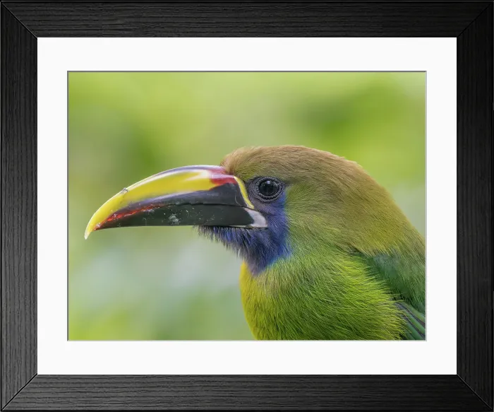Framed Print : Emerald-Toucanet (Aulacorhynchus prasinus), Cloud Forest region of Costa Rica Framed Print : Emerald-Toucanet (Aulacorhynchus prasinus), Cloud Forest region of Costa Rica