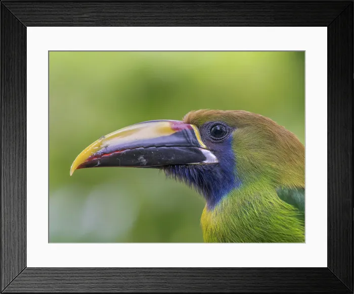 Framed Print : Emerald-Toucanet (Aulacorhynchus prasinus), Cloud Forest region of Costa Rica Framed Print : Emerald-Toucanet (Aulacorhynchus prasinus), Cloud Forest region of Costa Rica