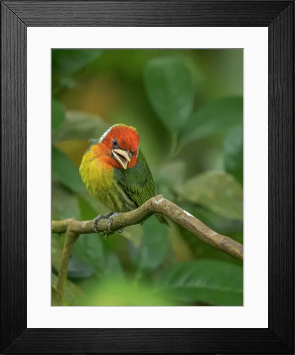 Framed Print : Red-headed Barbet (Eubucco bourcierii), Cloud Forest region, Alajuela Province, Costa Rica Framed Print : Red-headed Barbet (Eubucco bourcierii), Cloud Forest region, Alajuela Province, Costa Rica