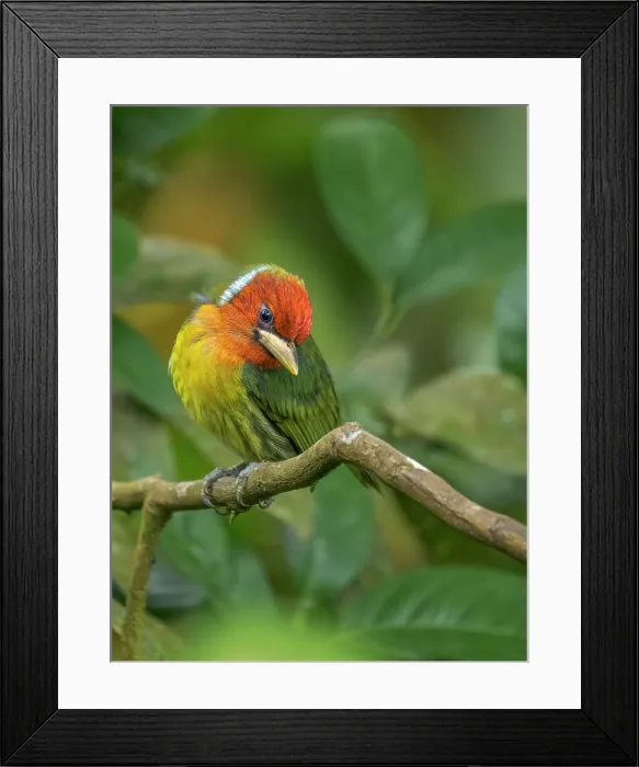 Framed Print : Red-headed Barbet (Eubucco bourcierii), Cloud Forest region, Alajuela Province, Costa Rica Framed Print : Red-headed Barbet (Eubucco bourcierii), Cloud Forest region, Alajuela Province, Costa Rica