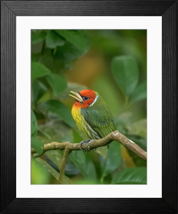 Framed Print : Red-headed Barbet (Eubucco bourcierii), Cloud Forest region, Alajuela Province, Costa Rica Framed Print : Red-headed Barbet (Eubucco bourcierii), Cloud Forest region, Alajuela Province, Costa Rica