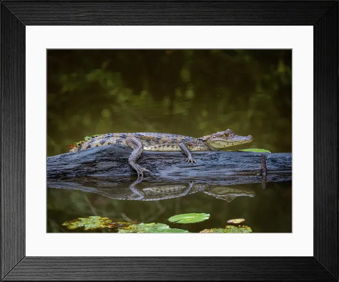 Framed Print : Spectacled Caiman (Caiman crocodilus), Boca Tapada, Alajuela Province, Costa Rica Framed Print : Spectacled Caiman (Caiman crocodilus), Boca Tapada, Alajuela Province, Costa Rica